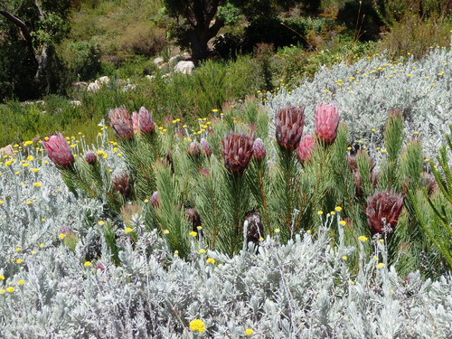 Kirstenbosch National Botanical Garden.